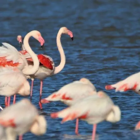 Barcaresa-la Perle Vue Pieds Dans L'eau Clim Wifi * Leucate