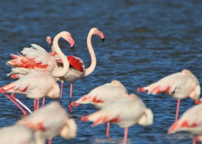 Barcaresa-la Perle Vue Pieds Dans L'eau Clim Wifi * Leucate